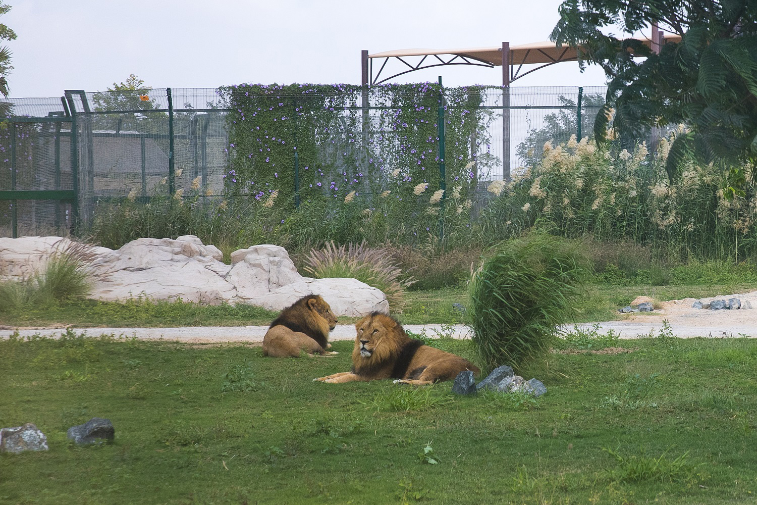 Сафари парк дубай. Зоопарк Дубай сафари. Дубай зоопарк новый. Dubai Zoo Дубай сафари парк животные.