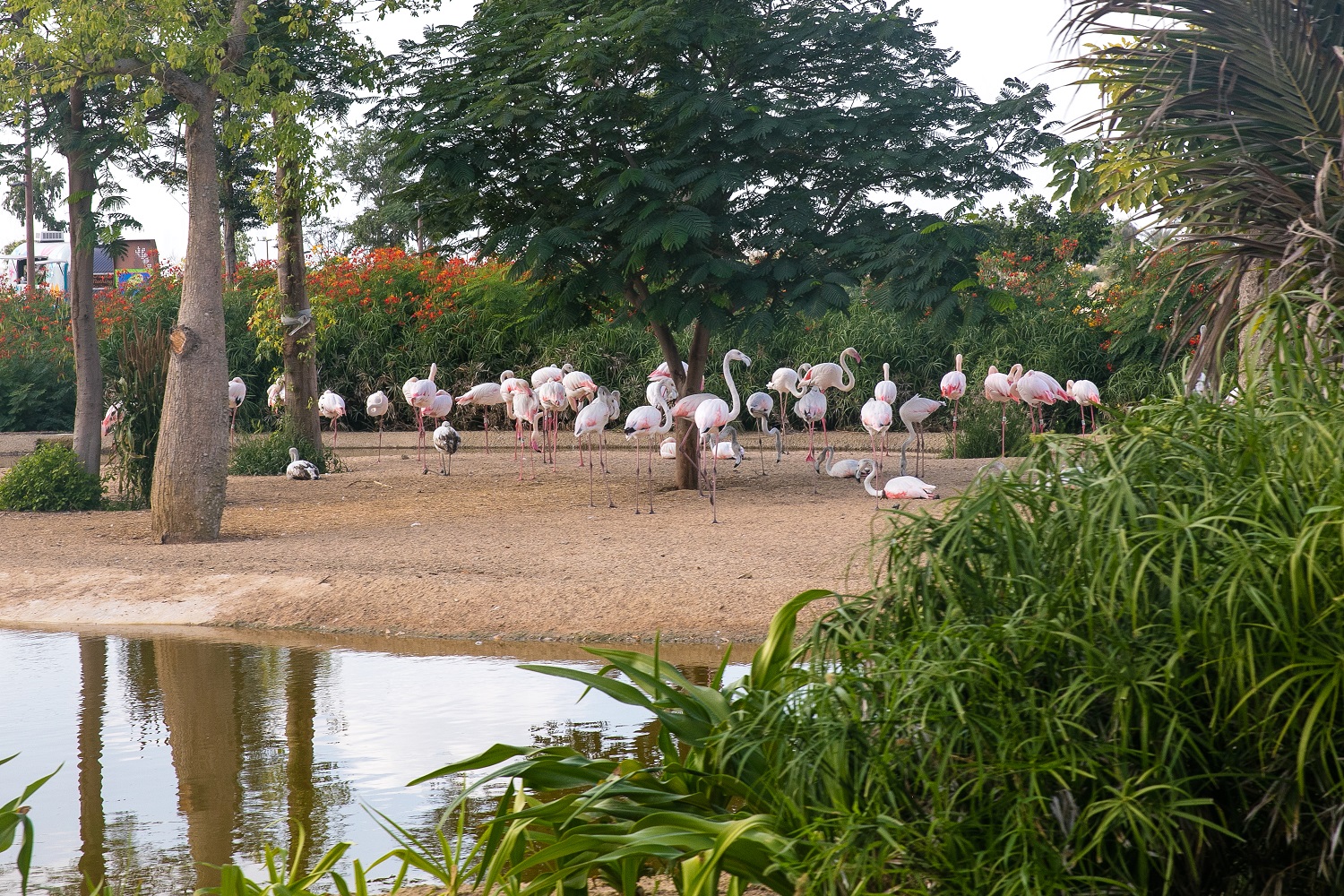 Дубайский сафари парк. Сафари парк Дубай. Дубай зоопарк сафари. Dubai Safari Park в Дубае. Сафари парк Дубай птицы.